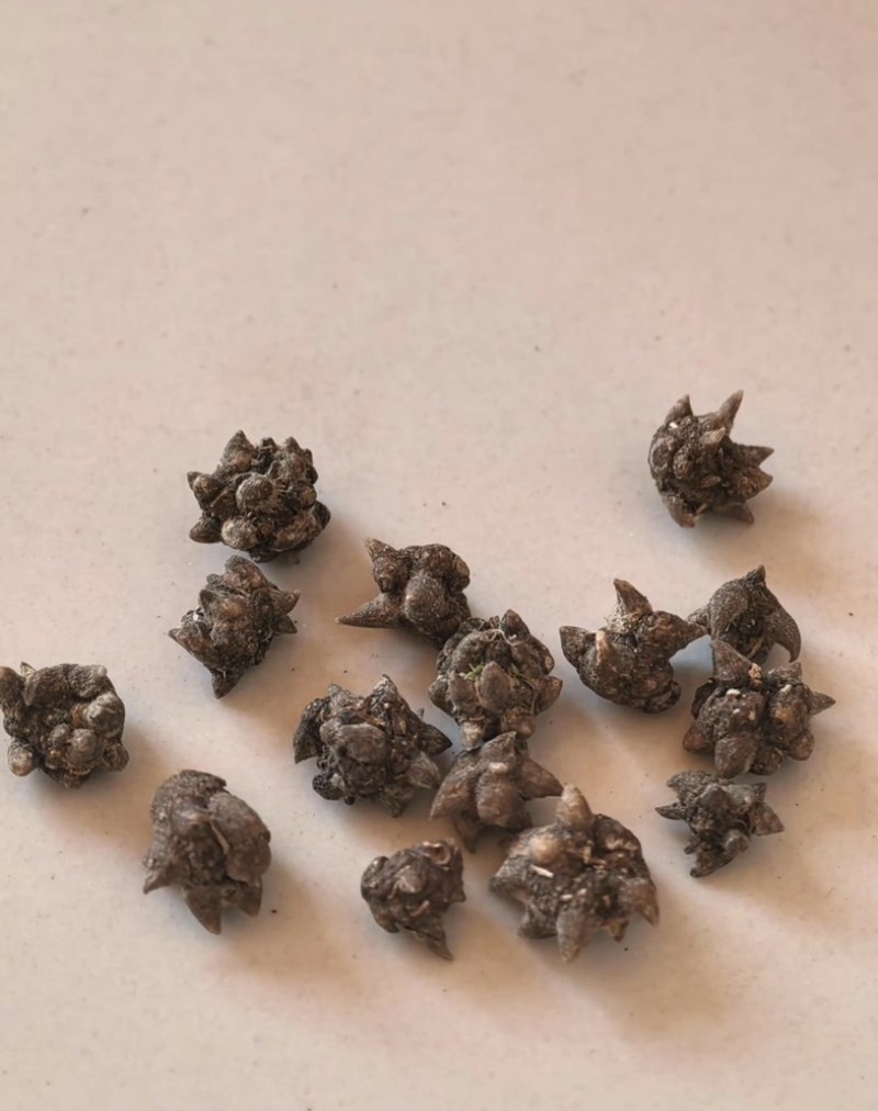 正宗猫爪草，优质猫爪草，产地直售