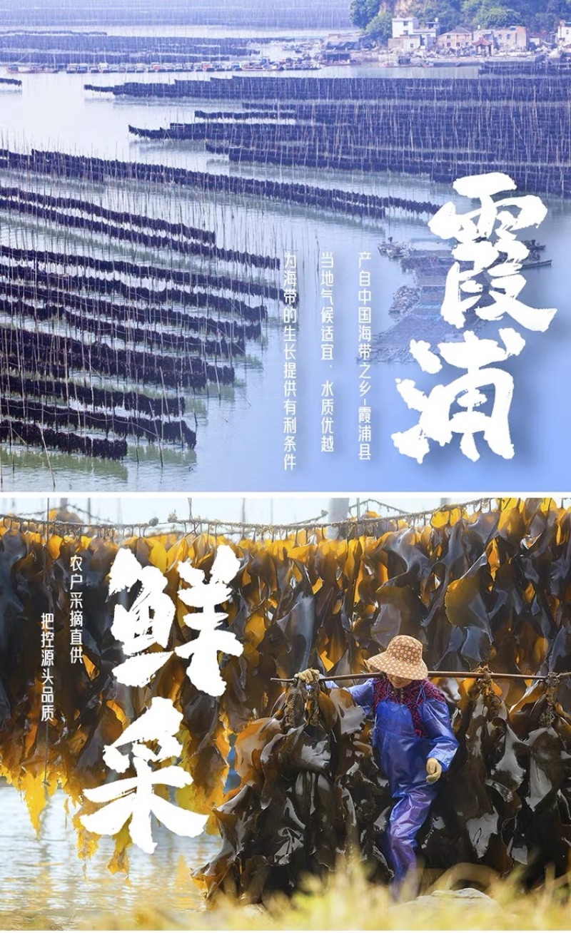 霞浦干海带