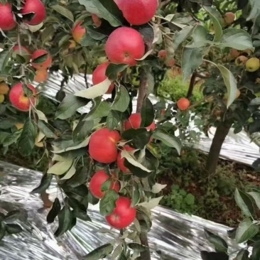 陆良苹果红露华硕鲁丽