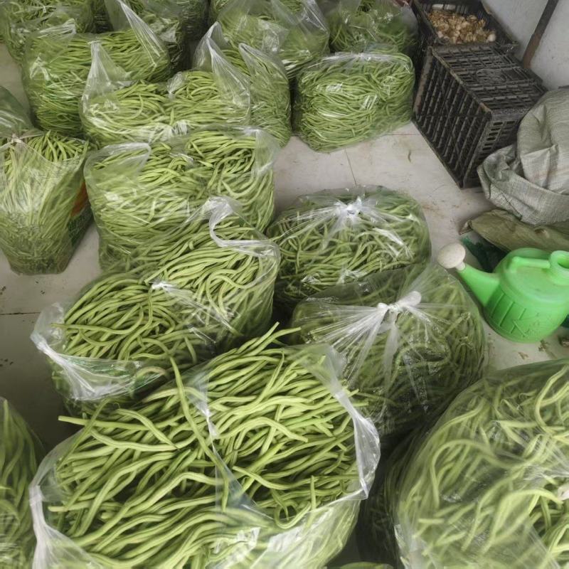 甘肃无筋豆大量上市，欢迎各位大佬们来甘肃！