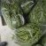 甘肃无筋豆大量上市，欢迎各位大佬们来甘肃！