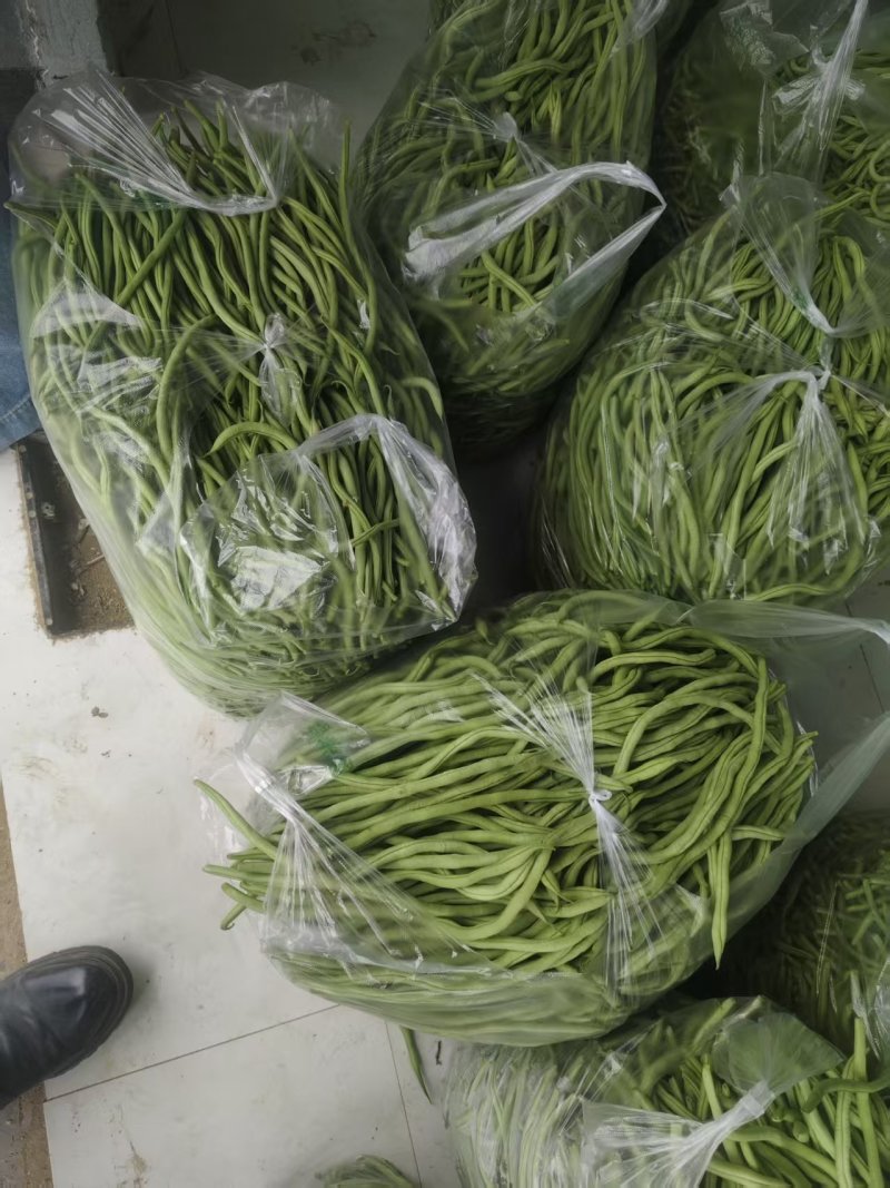 甘肃无筋豆大量上市，欢迎各位大佬们来甘肃！