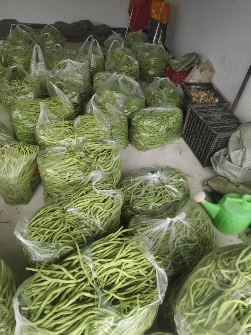 甘肃无筋豆大量上市，欢迎各位大佬们来甘肃！