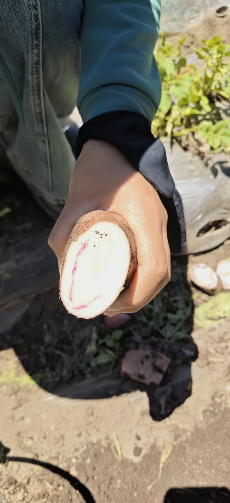 七彩剑川小牛角跳水价