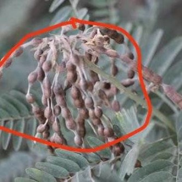 新疆野生苦豆子药材厂好品质
