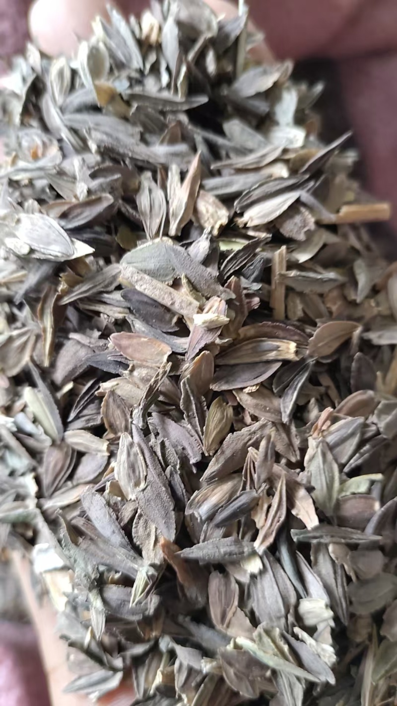 百日草种子，产地直发，量大从优，
