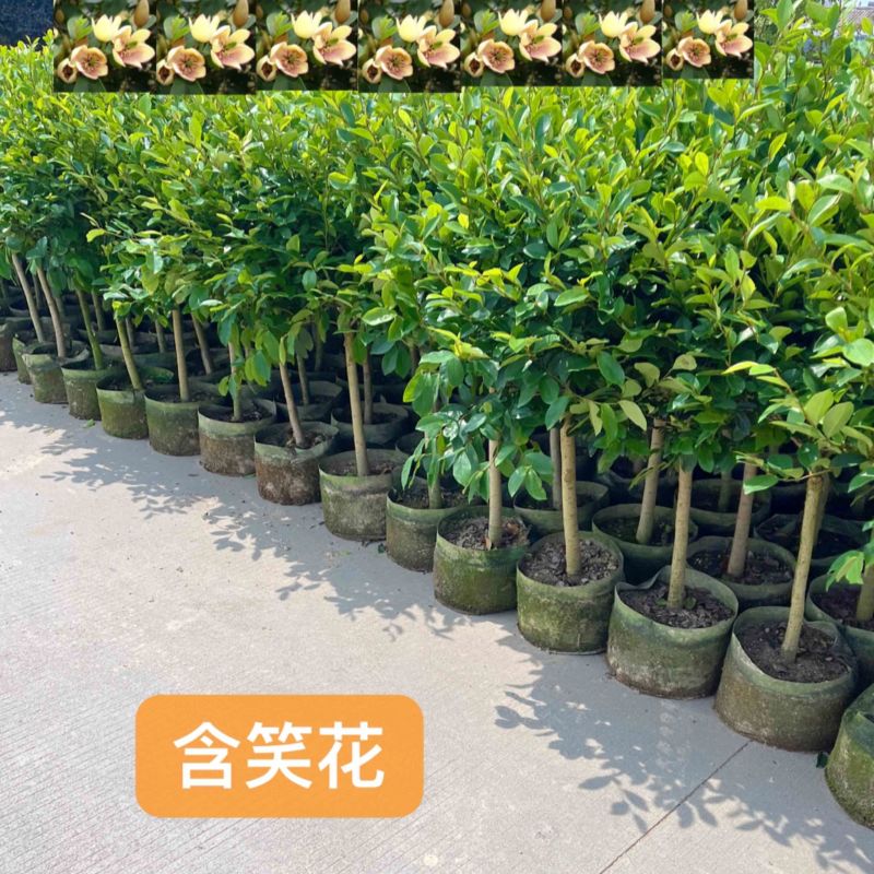 含笑花/开门笑