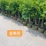 含笑花/开门笑