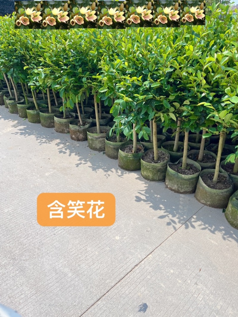 含笑花/开门笑