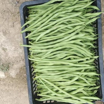 露地架豆王大量上市，长度33公分以上，