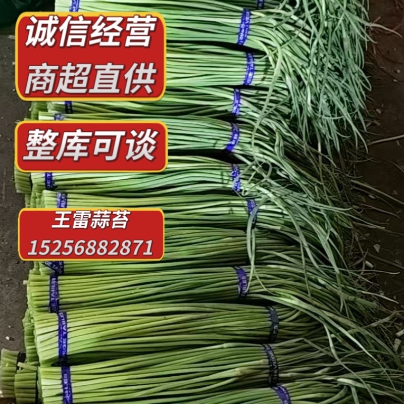 一手货源！鱼台冷库蒜苔，硬度高无黄斑，商超市场