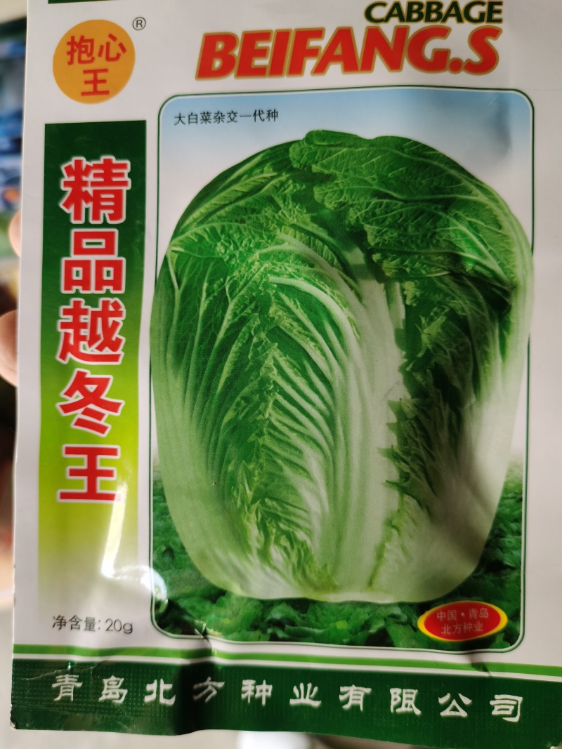 越冬王精品越冬大白菜杂交一代种子菜基地品种