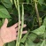 露地架豆王大量上市，长度33公分以上，