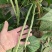 露地架豆王大量上市，长度33公分以上，