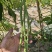 露地架豆王大量上市，长度33公分以上，