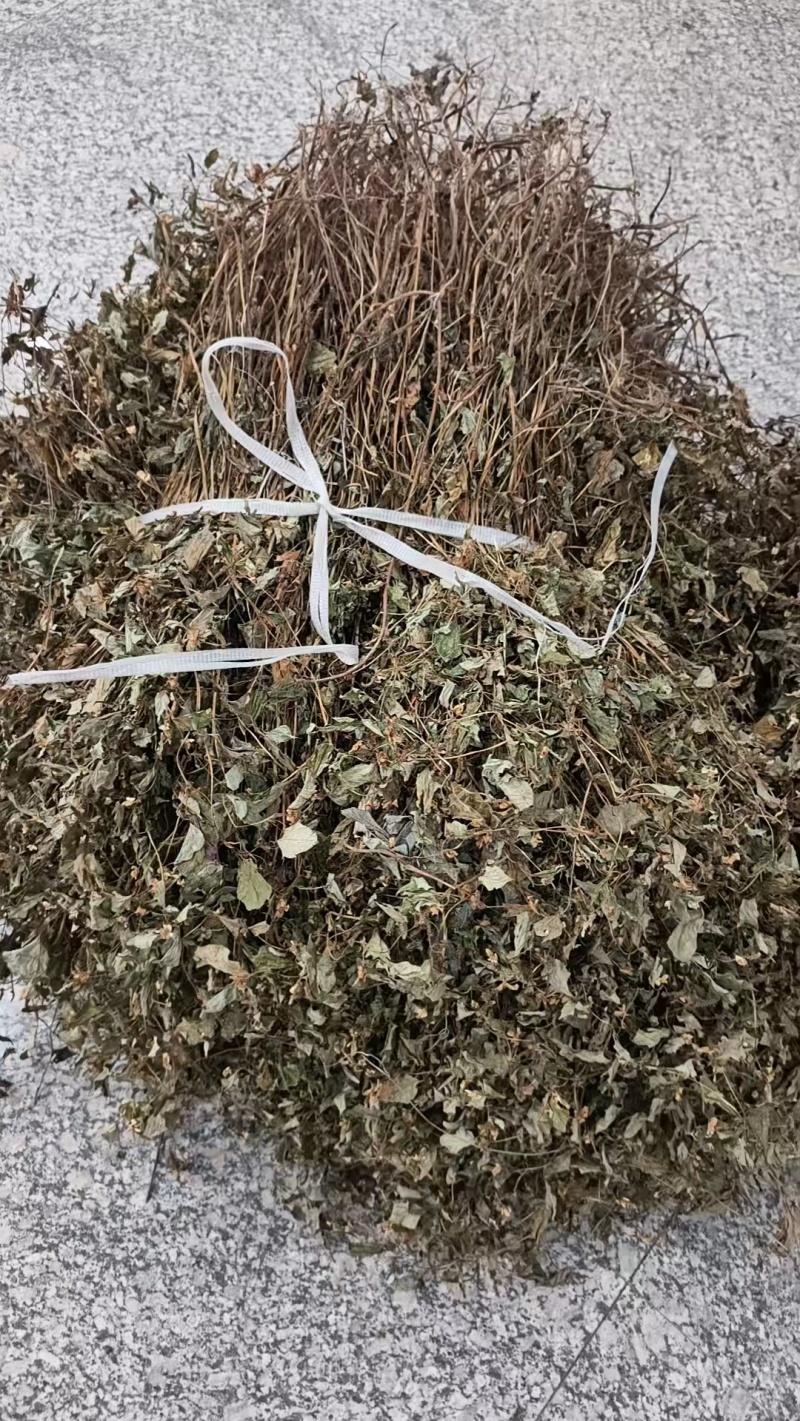 野生鱼腥草