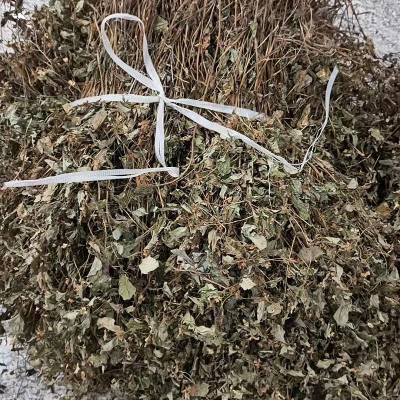 野生鱼腥草