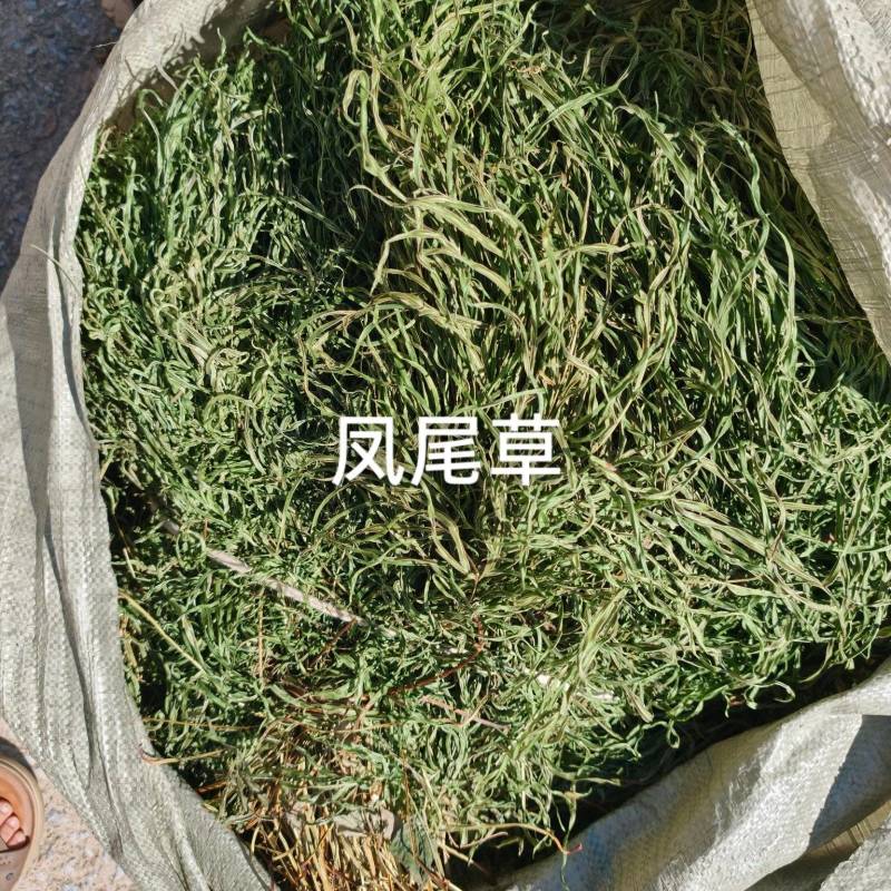 凤尾草