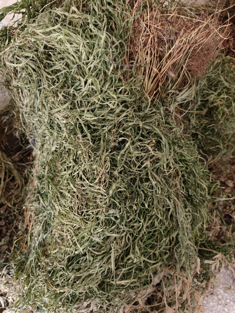 凤尾草