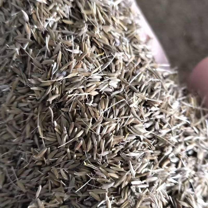 蒲公英种子，产地直发，量大从优。