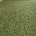 优质白发藓整箱批发控水发货diy微景观制作苔藓素材苔藓