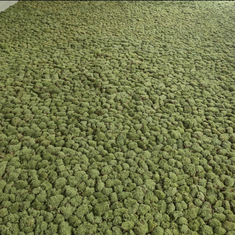 优质白发藓整箱批发控水发货diy微景观制作苔藓素材苔藓