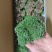 优质白发藓整箱批发控水发货diy微景观制作苔藓素材苔藓