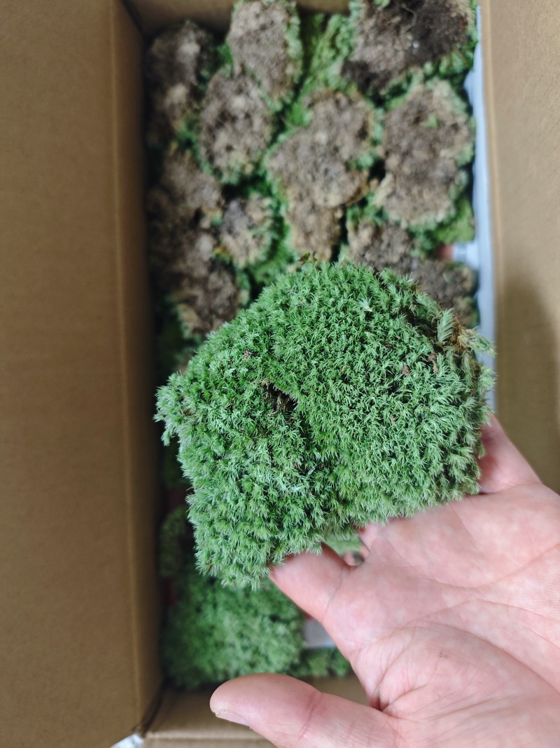 优质白发藓整箱批发控水发货diy微景观制作苔藓素材苔藓