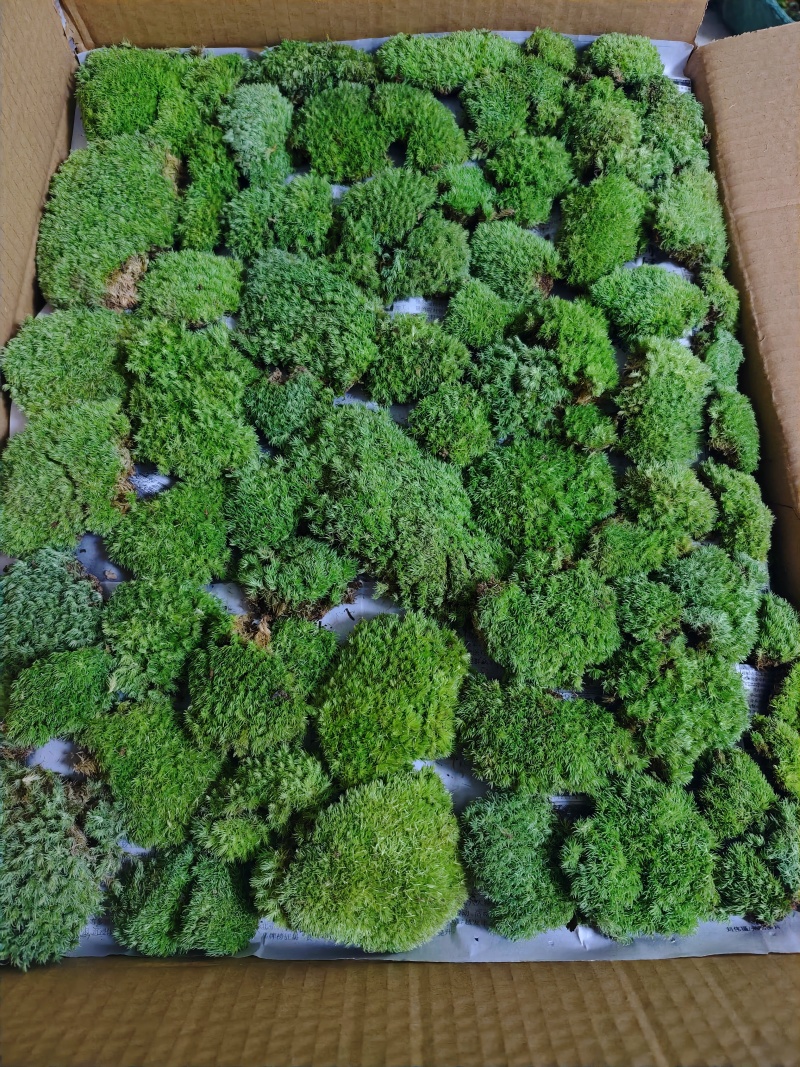 优质白发藓整箱批发控水发货diy微景观制作苔藓素材苔藓