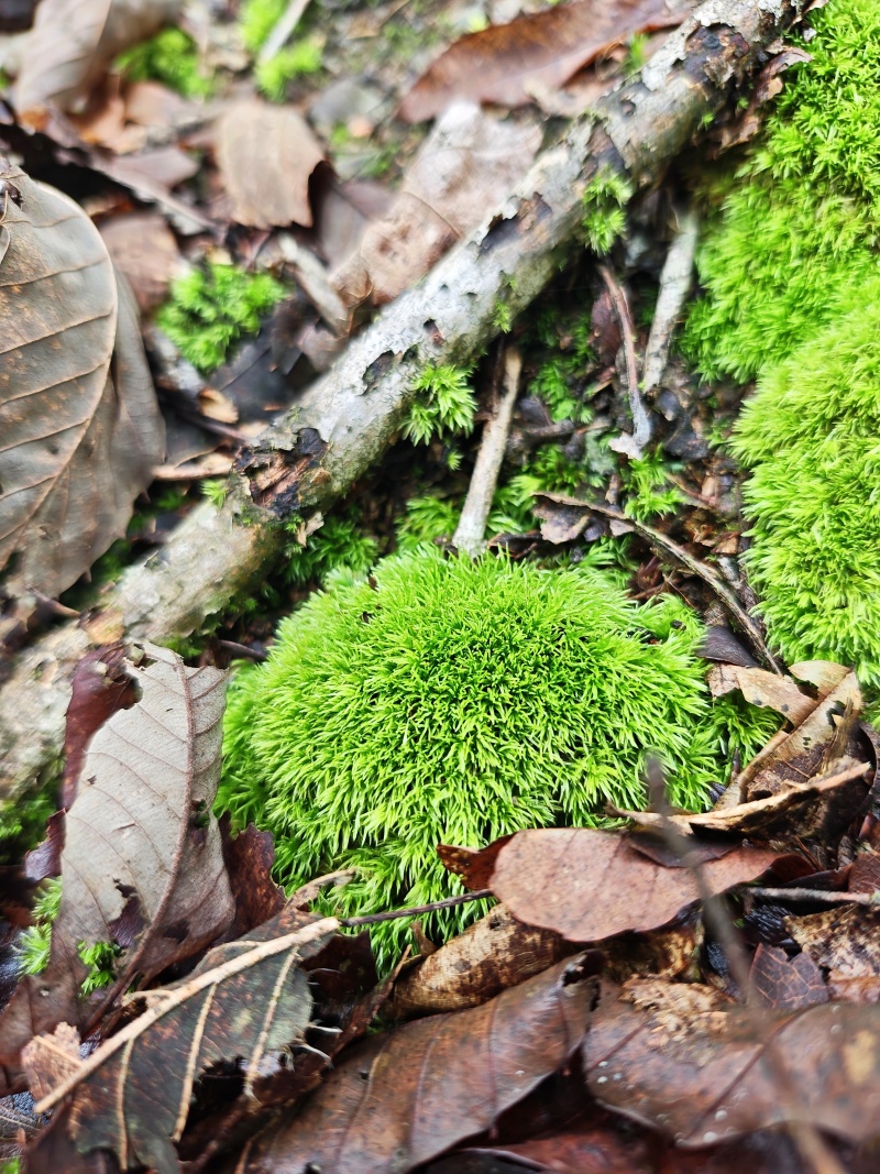 优质白发藓整箱批发控水发货diy微景观制作苔藓素材苔藓