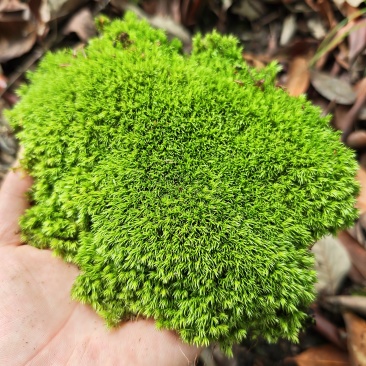 优质白发藓整箱批发控水发货diy微景观制作苔藓素材苔藓