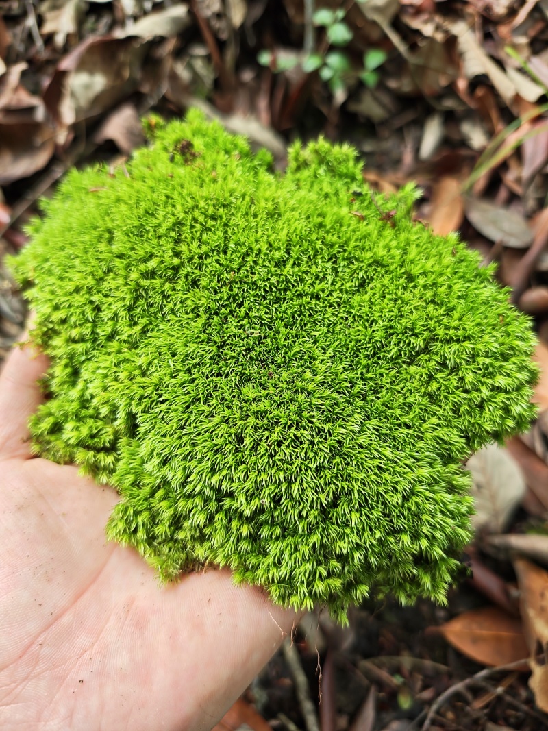 优质白发藓整箱批发控水发货diy微景观制作苔藓素材苔藓