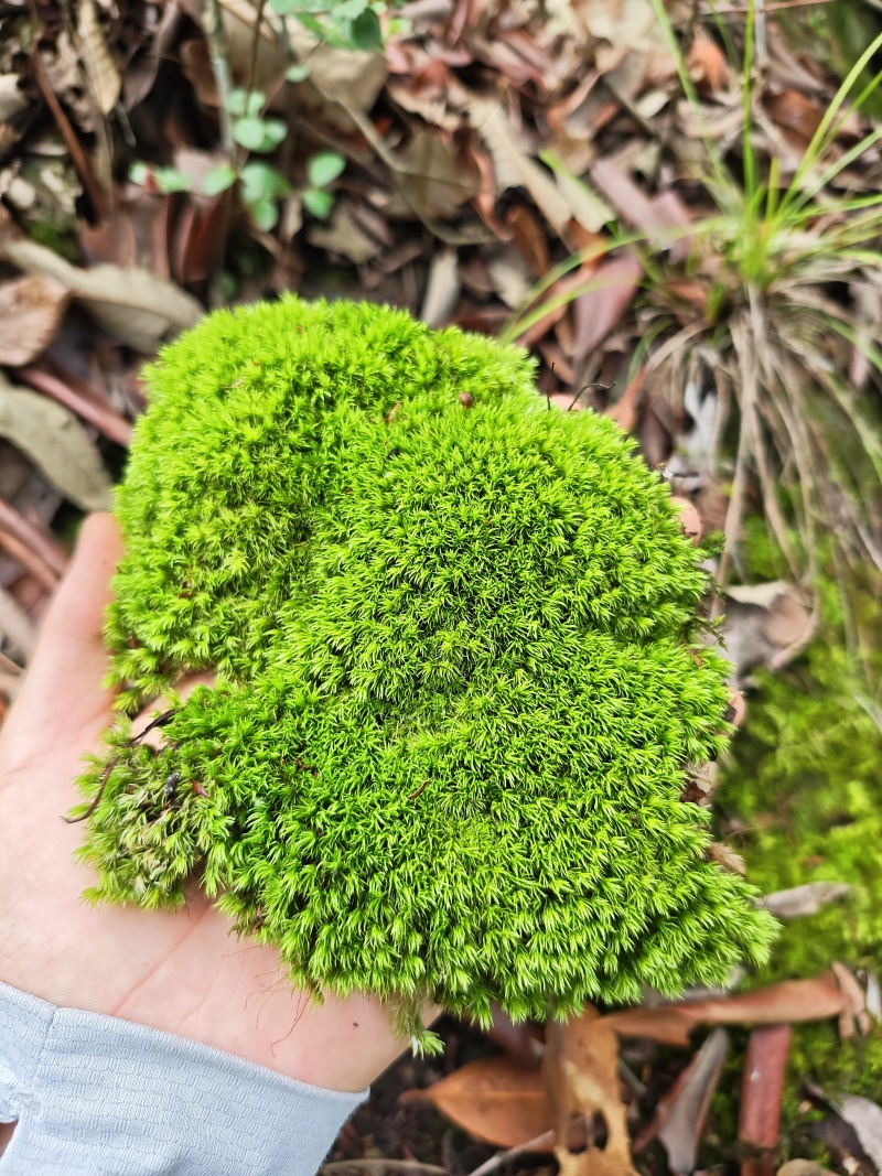 优质白发藓整箱批发控水发货diy微景观制作苔藓素材苔藓