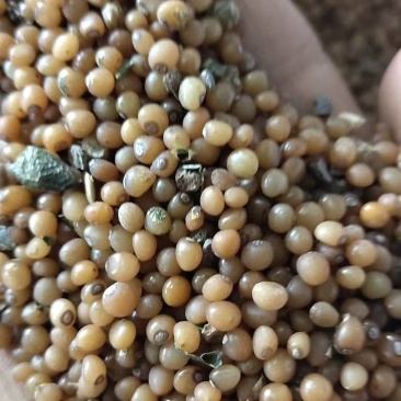 黄精籽，产地直发。量大从优。