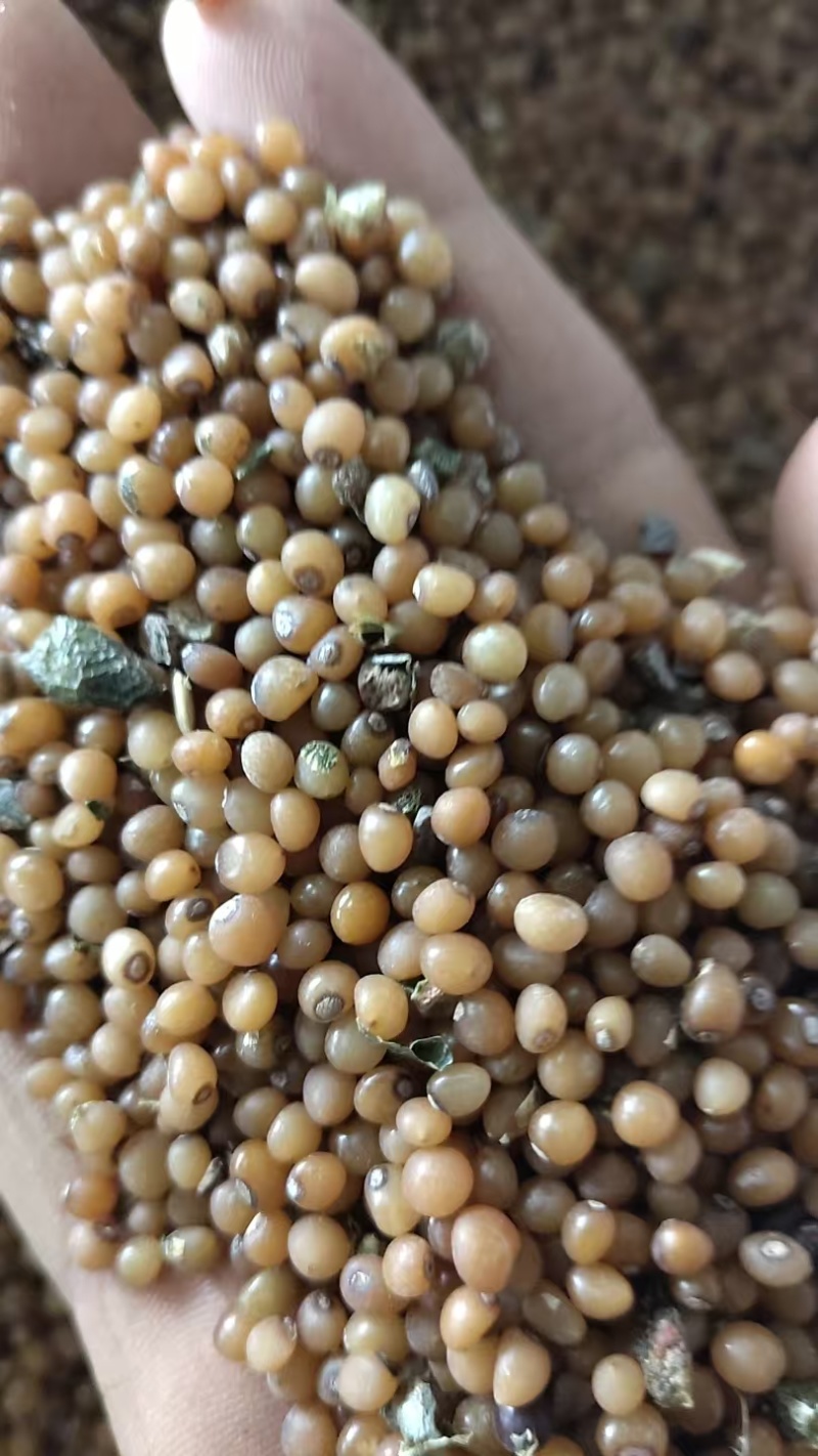 黄精籽，产地直发。量大从优。