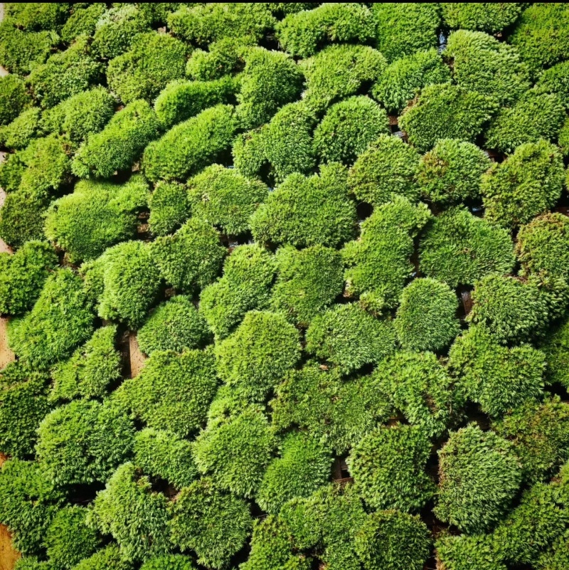 优质白发藓整箱批发控水发货diy微景观制作苔藓素材苔藓