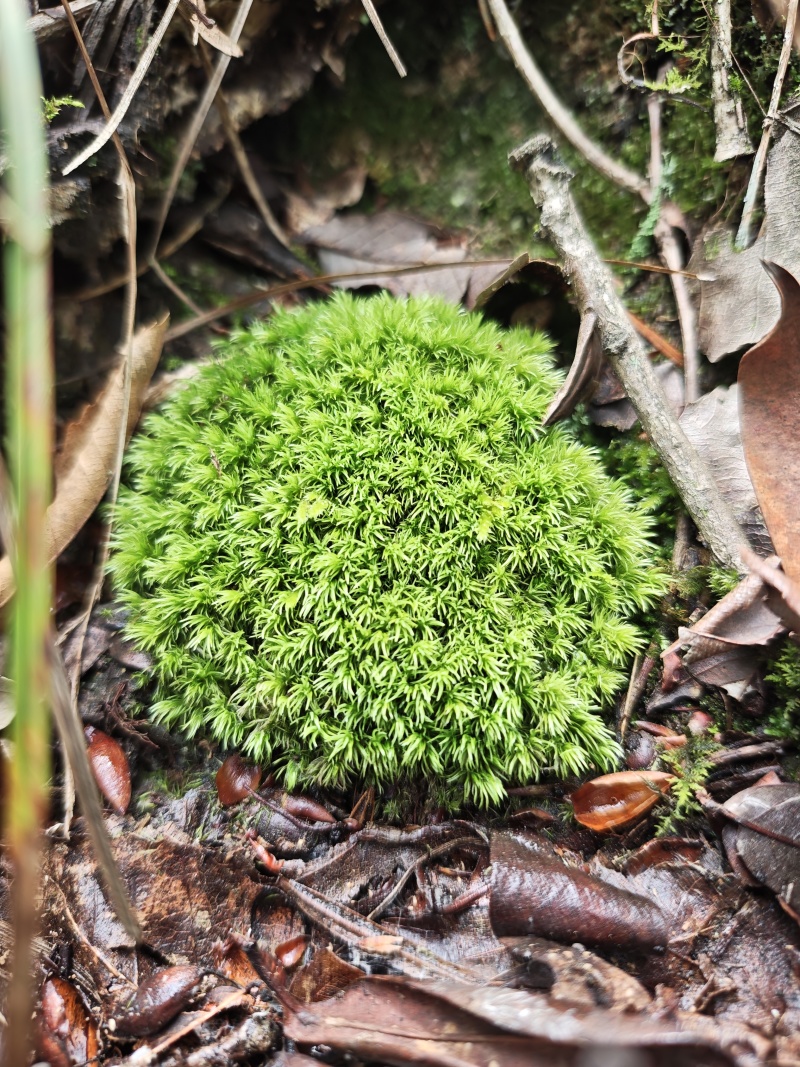优质白发藓整箱批发控水发货diy微景观制作苔藓素材苔藓