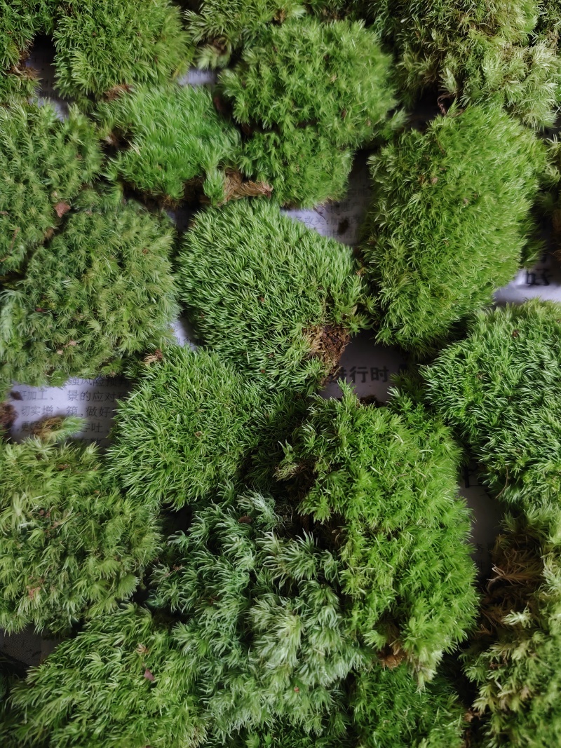 优质白发藓整箱批发控水发货diy微景观制作苔藓素材苔藓