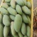 广西百色金煌芒贵妃芒大青芒一件代发市场配车
