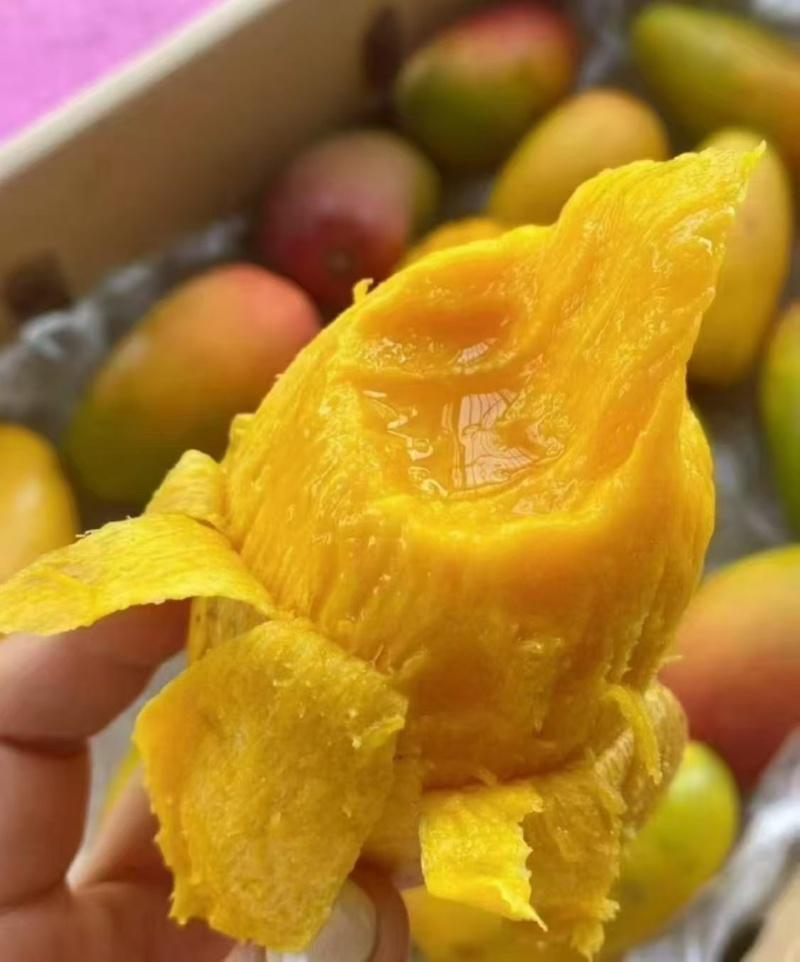 广西百色金煌芒贵妃芒大青芒一件代发市场配车