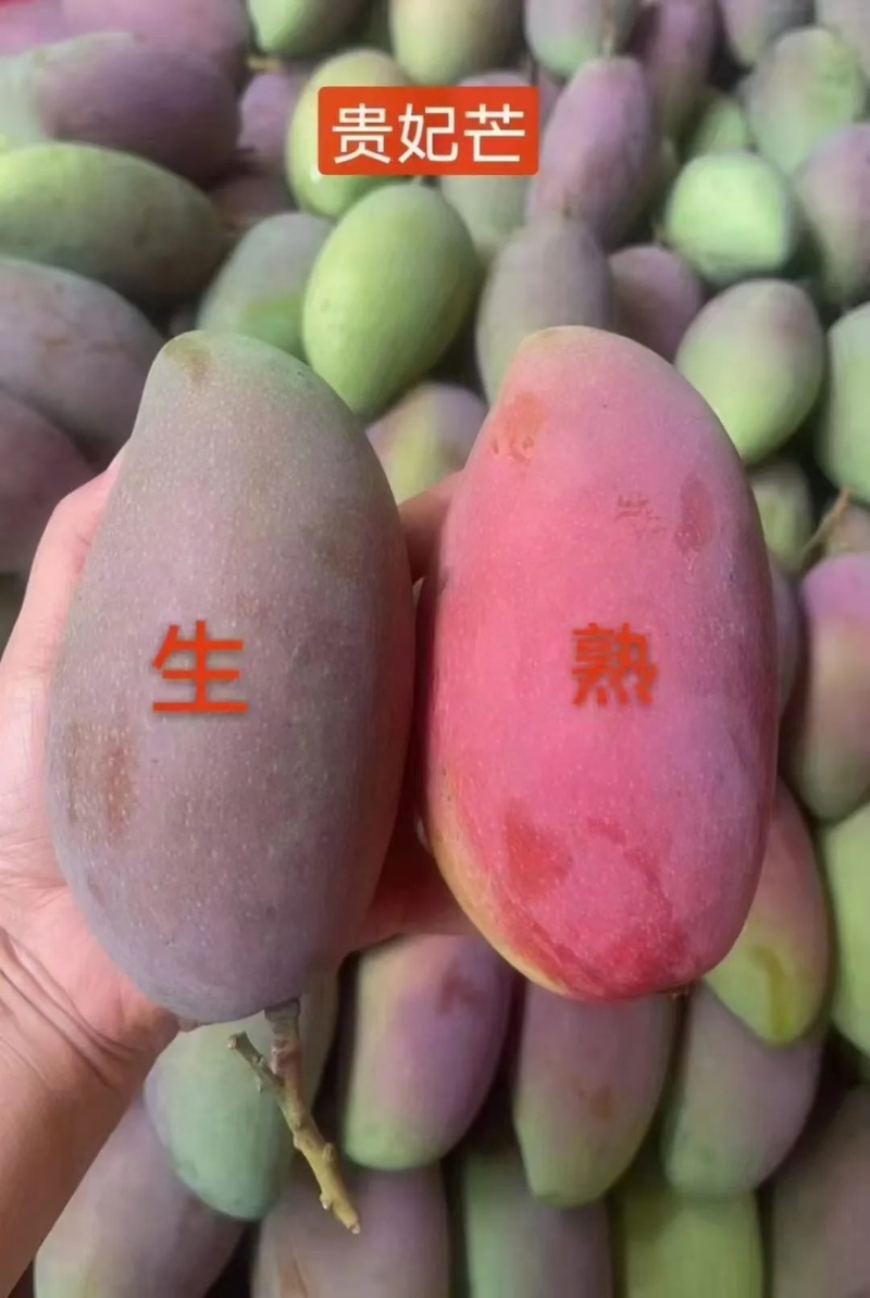 广西百色金煌芒贵妃芒大青芒一件代发市场配车