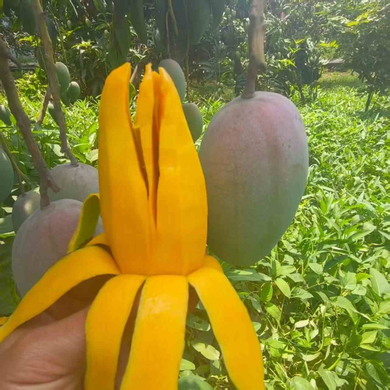 广西百色金煌芒贵妃芒大青芒一件代发市场配车