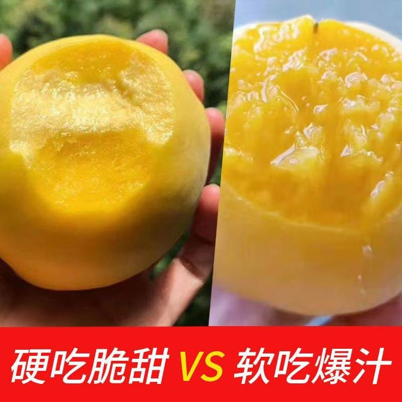 正宗砀山黄桃供应代发原产地直发包邮蒙阴黄桃