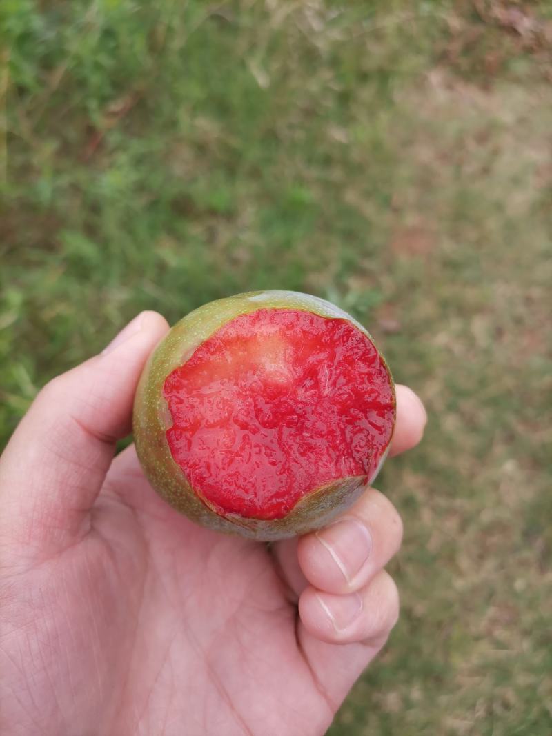 《脆李》味帝李产地直发一手货源对接全国客商