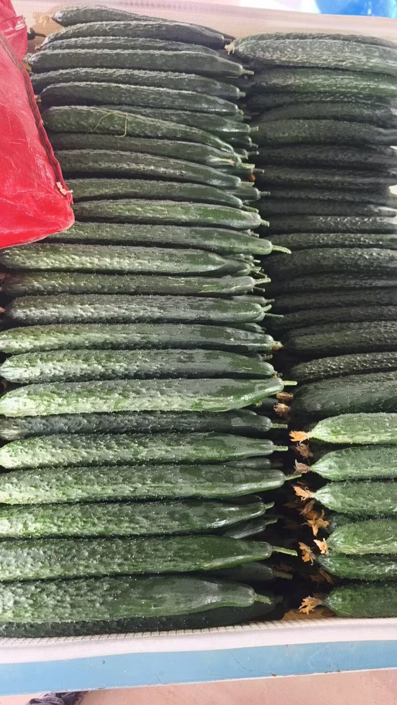 带刺精品黄瓜