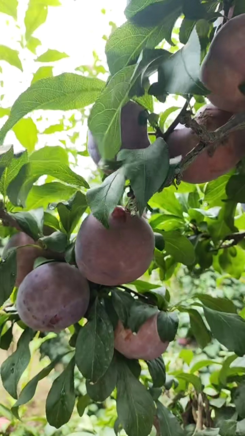 陕西周至黑布林大量上市，酸甜多汁，支持出口外贸