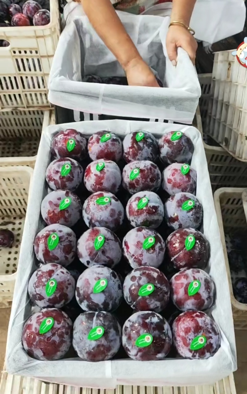陕西周至黑布林大量上市，酸甜多汁，支持出口外贸