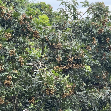 龙眼储粮