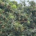 龙眼储粮