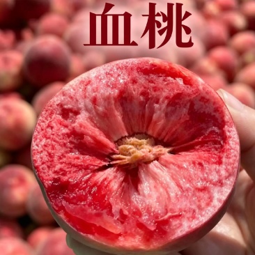 桃子血桃离核老品种